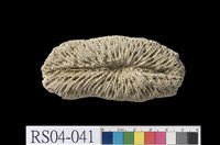 藏品(珊瑚石灰岩)的圖片